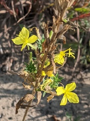 Oenothera clelandii