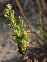 Oenothera clelandii