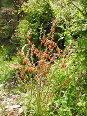 Rumex tuberosus creticus