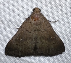 Hypenula cacuminalis