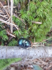 Geotrupes balyi