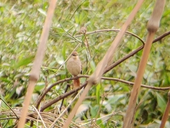 Certhiaxis cinnamomeus