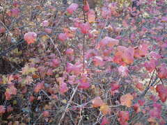 Physocarpus malvaceus