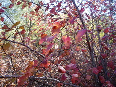 Physocarpus malvaceus