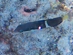Thalassoma nigrofasciatum
