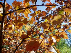 Physocarpus malvaceus