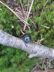 Geotrupes balyi