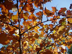 Physocarpus malvaceus