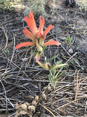Castilleja