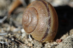 Helminthoglypta tudiculata