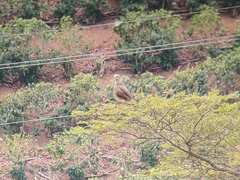 Buteogallus meridionalis