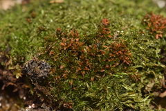 Syntrichia