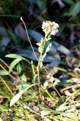 Solidago simplex