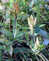 Gentiana affinis