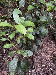 Quintinia verdonii