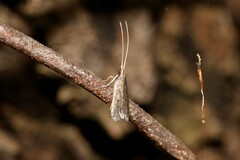 Lecithocera imprudens