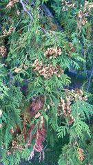 Thuja occidentalis
