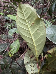 Quintinia verdonii