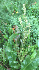 Rumex