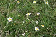 Tripleurospermum maritimum