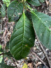 Quintinia verdonii