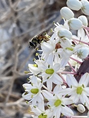 Eristalinae