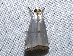 Argyria lacteella