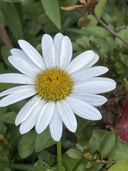 Leucanthemum vulgare
