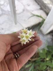 Nothoscordum