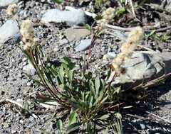 Solidago simplex