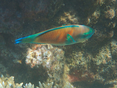 Chlorurus spilurus