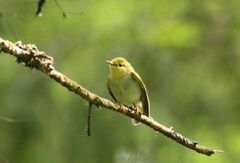 Phylloscopus sibilatrix