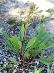 Solidago simplex