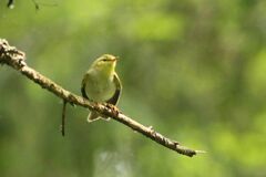 Phylloscopus sibilatrix