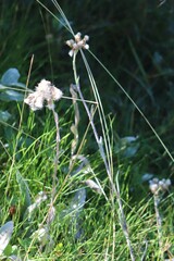Antennaria howellii