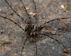 Neopantopsalis pentheter