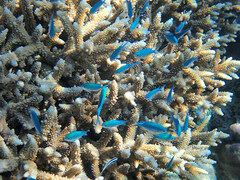 Chromis