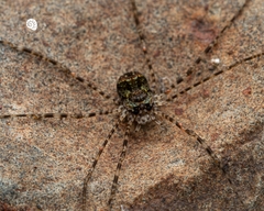 Neopantopsalis pentheter