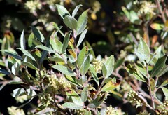 Salix brachycarpa