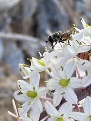 Eristalinae