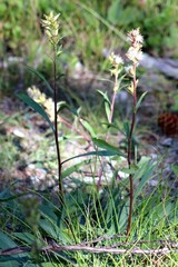 Solidago missouriensis
