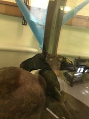 Ambystoma mexicanum