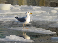 Larus argentatus
