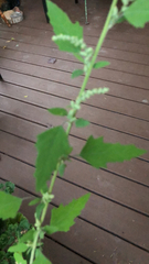 Chenopodium album