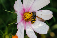 Sericomyia chalcopyga