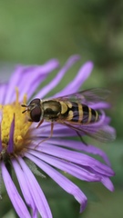 Syrphus rectus