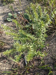 Lithospermum caroliniense