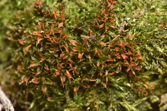 Syntrichia