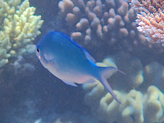 Chromis