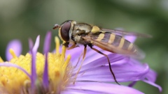 Syrphus rectus